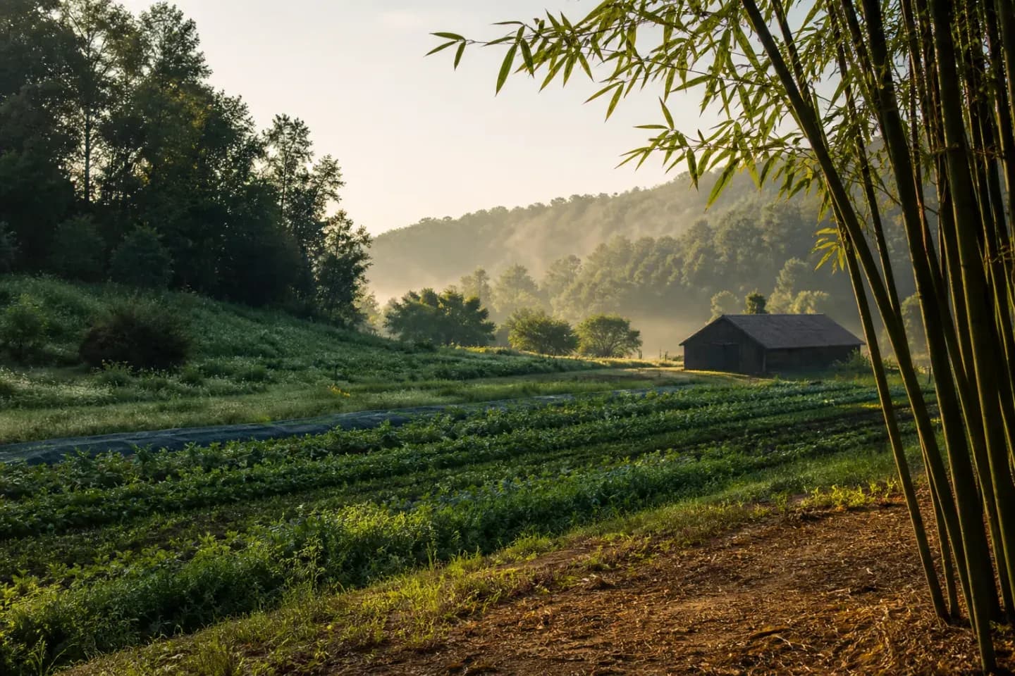 Illustrative view of cultivated rows in a green valley